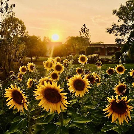 Quirindi Sunflower Motor Inn エクステリア 写真