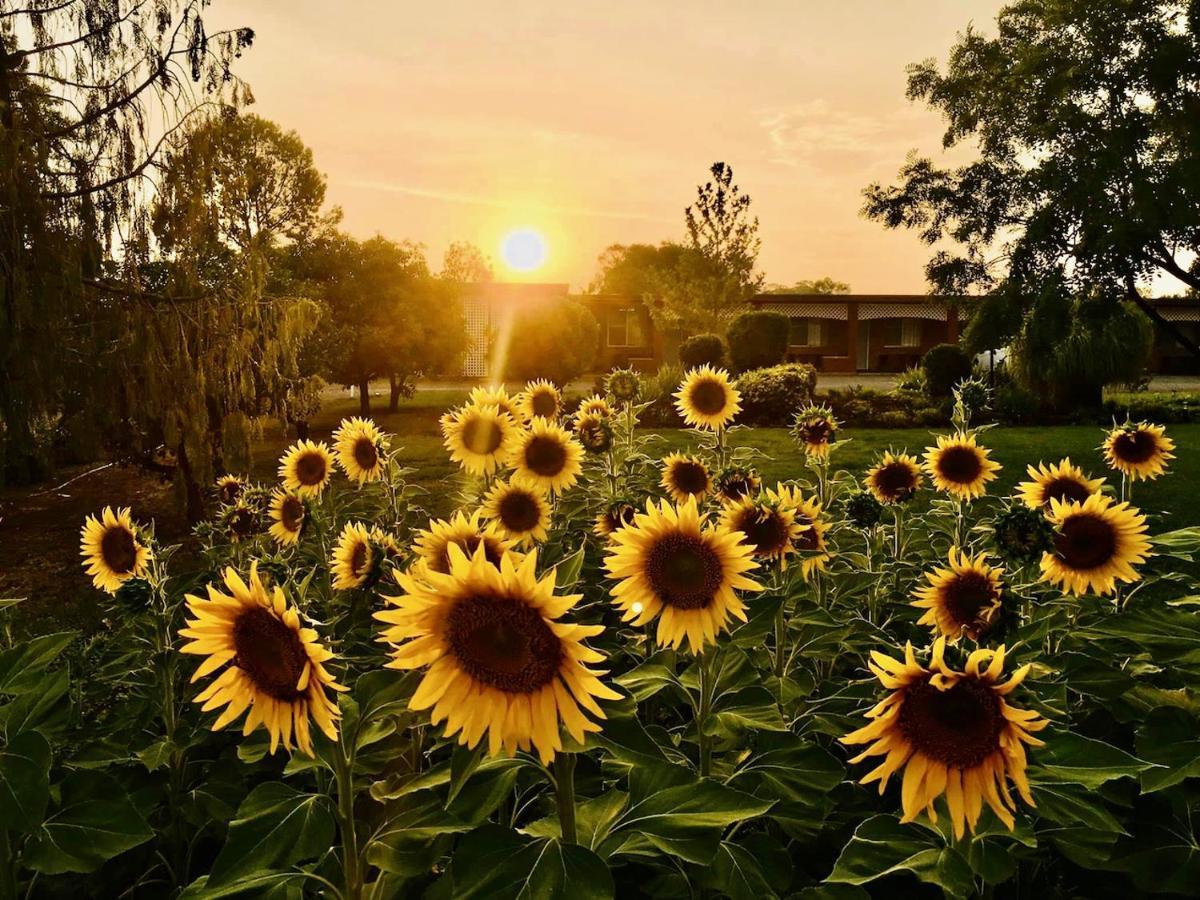 Quirindi Sunflower Motor Inn エクステリア 写真